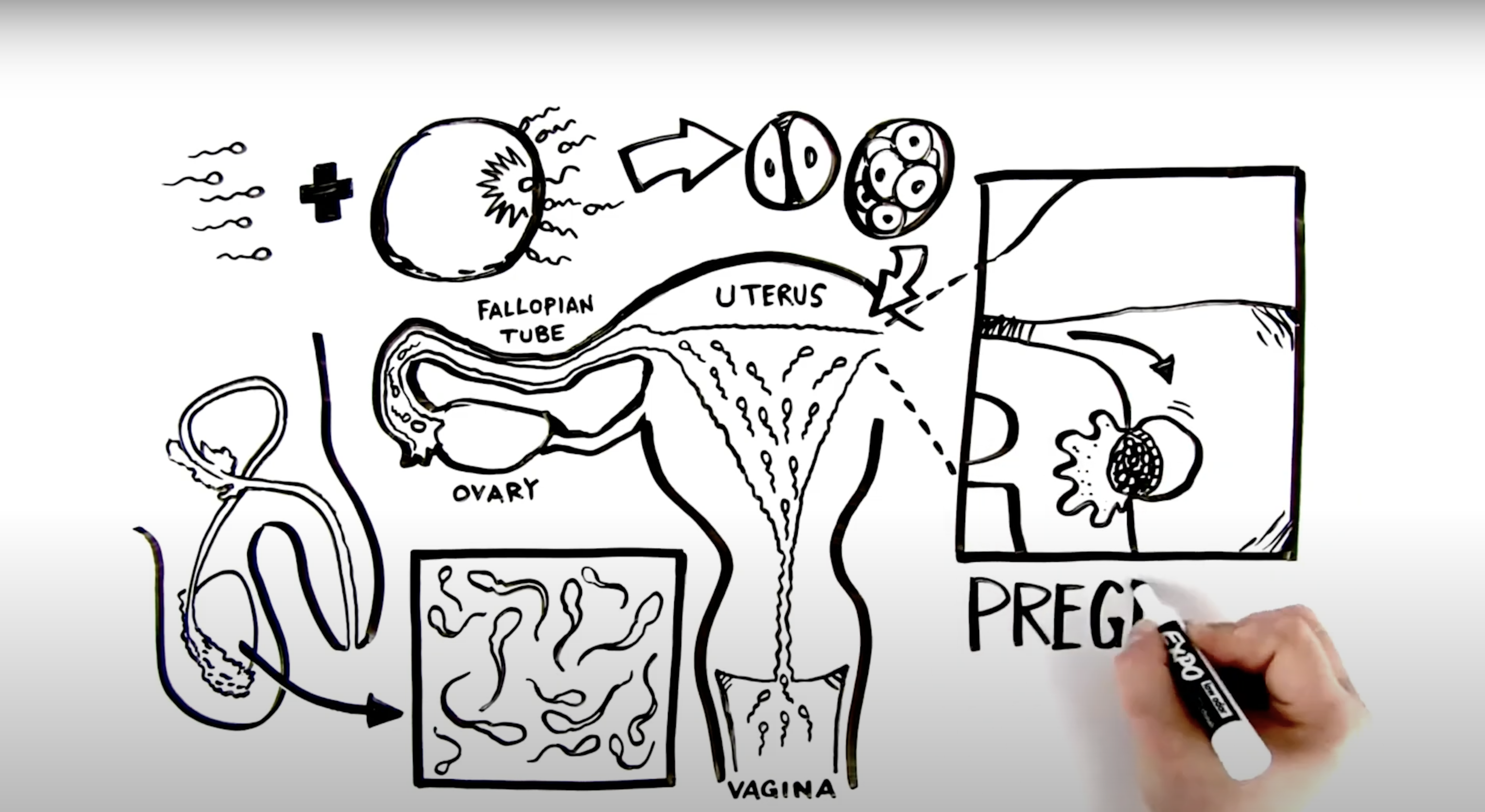 a screenshot of an illustrated video that explains how pregnancy occurs